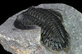 Detailed Hollardops Trilobite - Ofaten, Morocco #138942-3